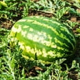 thumbnail image 1 of Watermelon Seeds - All Sweet - 25 Lb Bulk ~160,000 Seeds - Citrullus lanatus - Farm & Garden Vegetable / Fruit Seeds - Non-GMO, Heirloom, Open Pollinated, Annual, 1 of 1