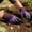 Purple, variant on Gardening Gloves with Claws for Digging Planting Weeding, Waterproof Garden Work Gloves with Fingertip Claws for Men Women Gardeners