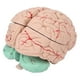 thumbnail image 2 of Modelo De Cerebro ANGGREK Modelo De Anatomía Cerebral Profesional Extraíble, 2 of 8