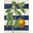 thumbnail image 2 of Schlabach, Sue 19x24 White Modern Wood Framed Museum Art Print Titled - Classic Citrus VI Navy Shiplap NW, 2 of 4
