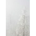 thumbnail image 2 of Grall, Don 17x24 Gold Ornate Wood Framed with Double Matting Museum Art Print Titled - Colorado, Pike NF Trees with hoarfrost in fog, 2 of 4