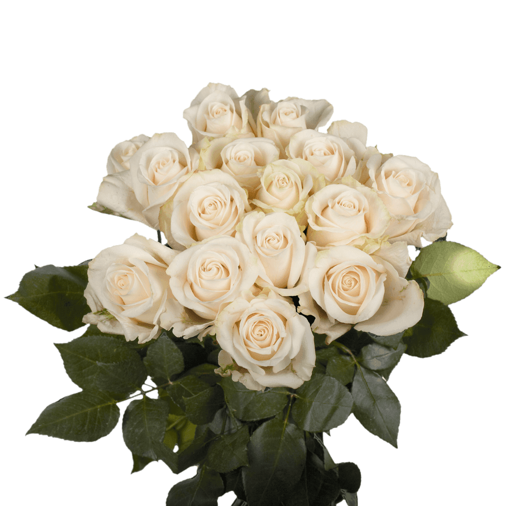 50 Stems of Ivory Roses- Beautiful Fresh Cut Flowers- Express Delivery ...