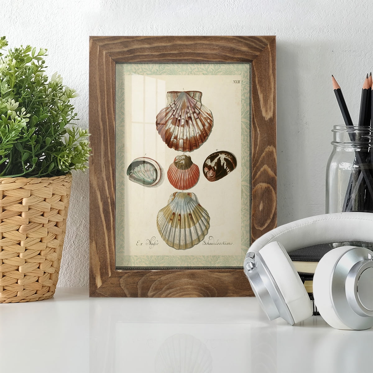 Bookplate Shells III - Framed Print w/glass - Walnut