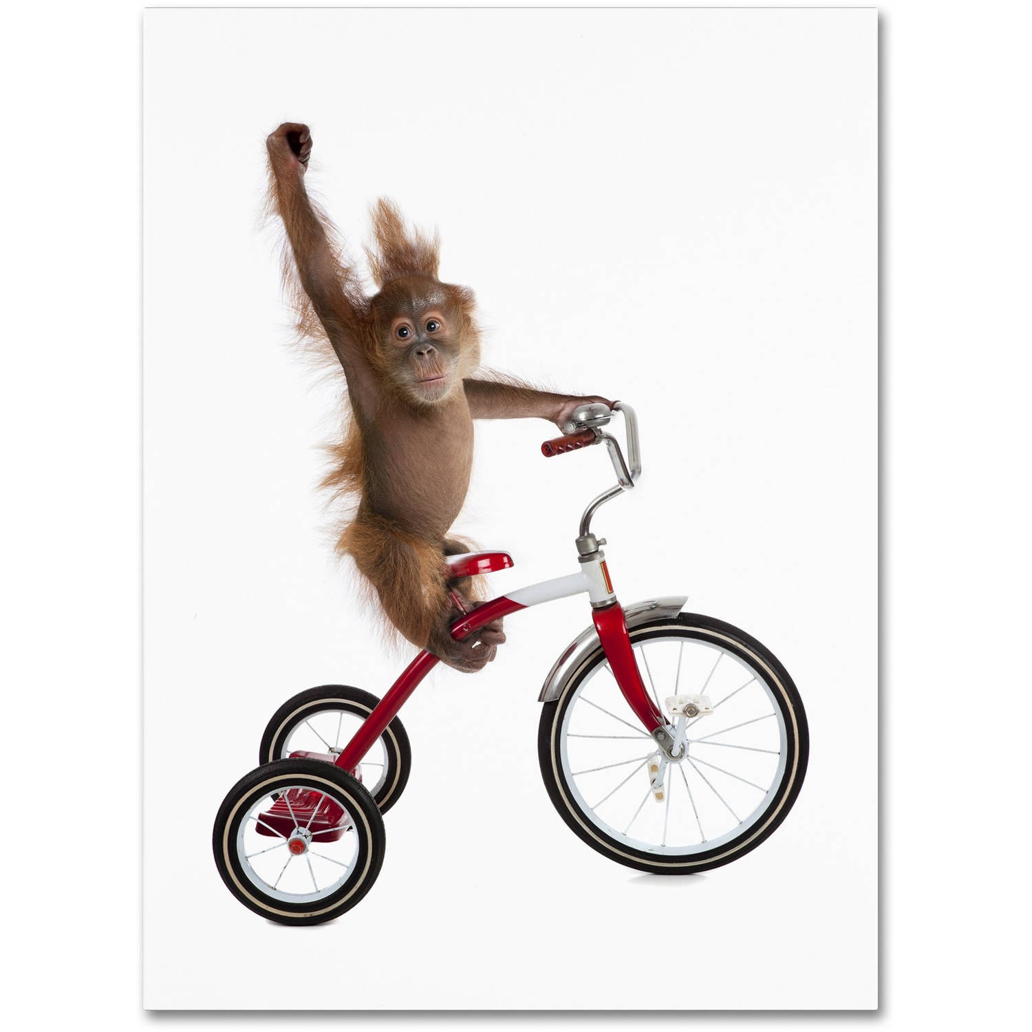 Мартышка логотип. Обезьяна. Fine monkey. Восточный колобус раскраска. Детеныш обезьяны.