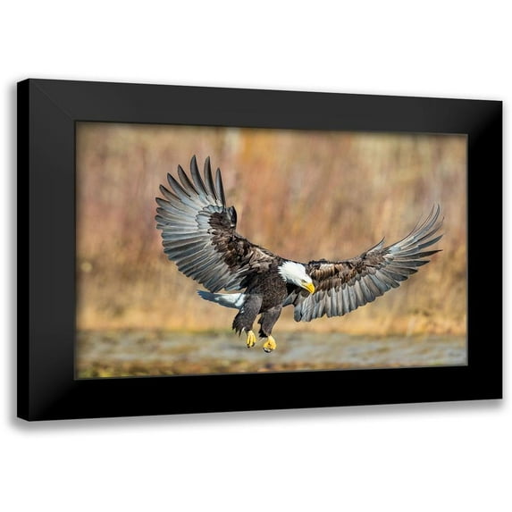 Centioli, Mike 24x17 Black Modern Framed Museum Art Print Titled - Eagle Flight