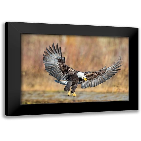 Centioli, Mike 14x11 Black Modern Framed Museum Art Print Titled - Eagle Flight