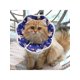 thumbnail image 5 of Protective Adjustable Pet Cone Collar for After Surgery, Lightweight Elizabethan Collar for Cat Kitten Prevent from Licking Wounds, Not Block Vision, 5 of 5
