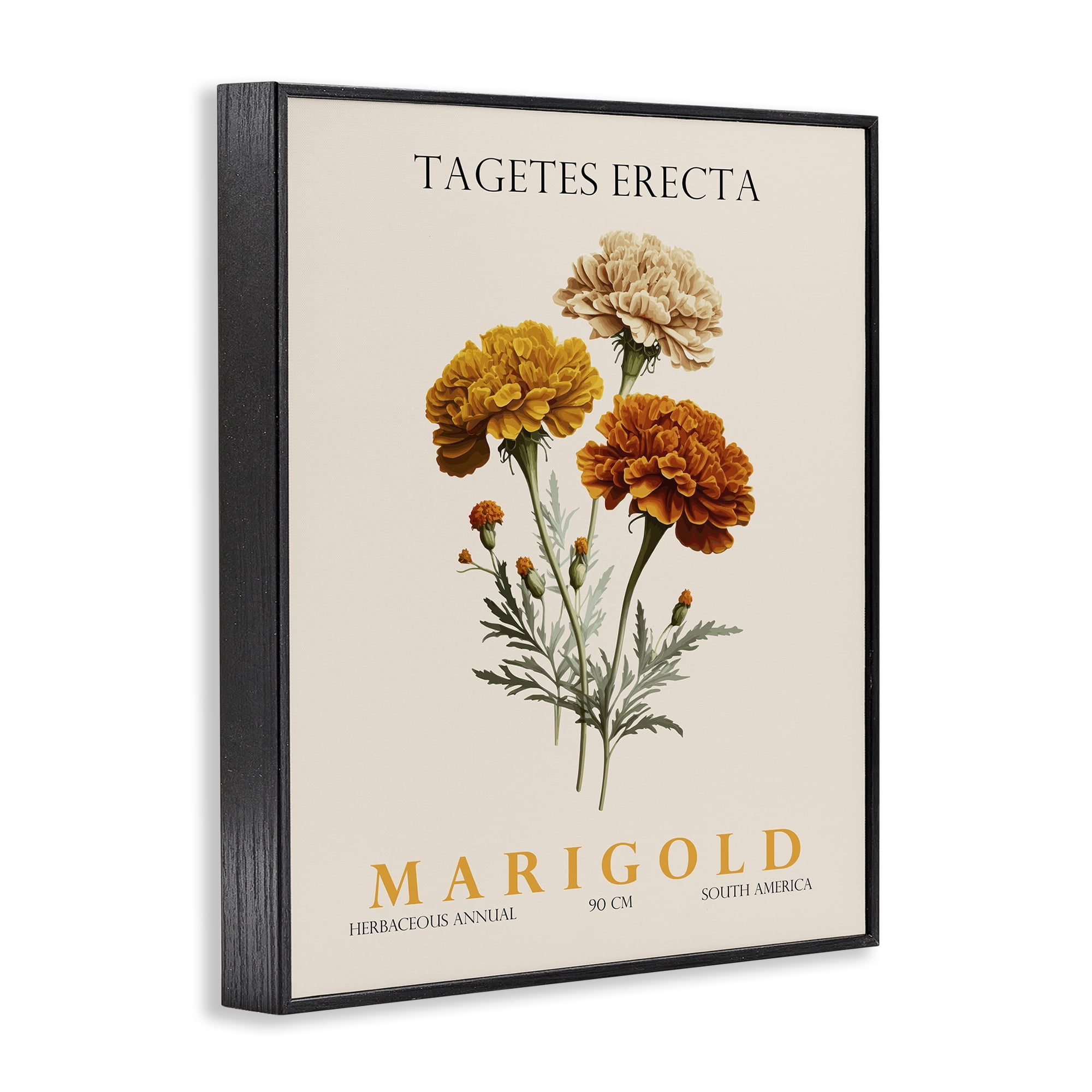 Stupell Industries Natural Marigold Bundle Black Framed Giclee Art, design by Christopher Giampietro