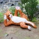 thumbnail image 5 of Juguetes de gato de simulación,Estatuilla modelo de gato de simulación Figuras de acción,Colección de figuritas de juguete para gatos de jardín Science,Modelo de Gato Falso Foto Educativa Salvador Juguetes de gato de simulación, 5 of 10