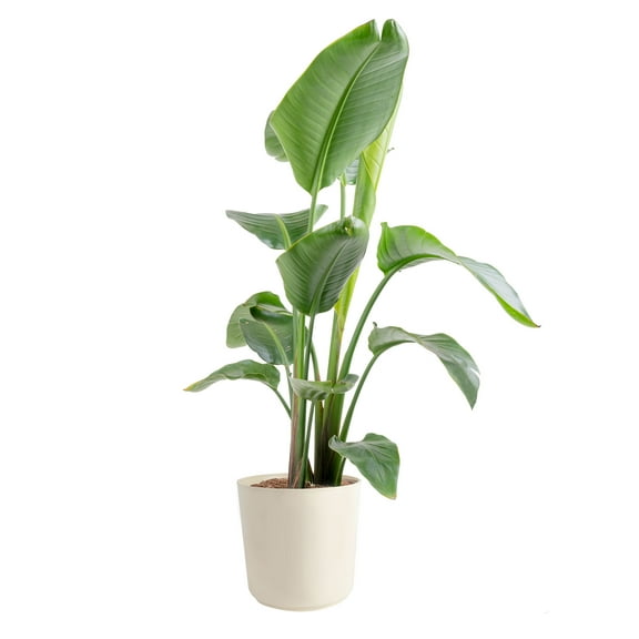 Costa Farms 36" White Bird of Paradise Live Plants in 9.25" Decor Pot