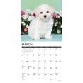 thumbnail image 3 of Just Bichon Frise Puppies 2024 12 X 12 Wall Calendar (Other), 3 of 4
