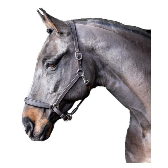 Whitaker Ready To Ride Leather Horse Headcollar