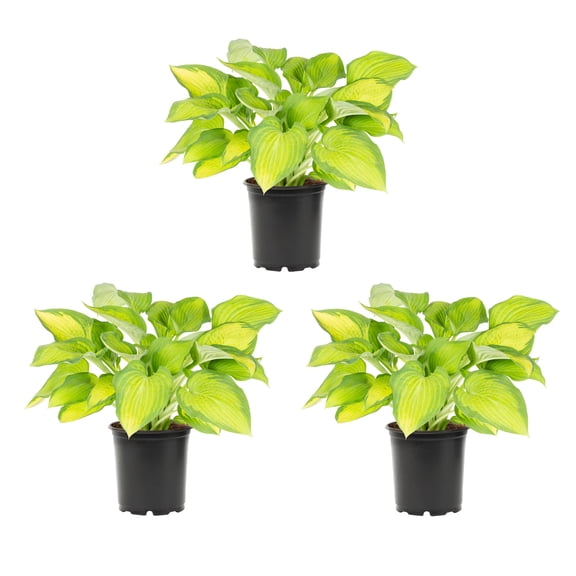 Expert Gardener 2QT Green Hosta Live Perennial Plant Sun 3-Pack