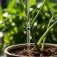 thumbnail image 4 of Plant Support Stakes, Acrylic Clear Potted Flora Fixed Rod Indoor Outdoor Garden Sticks Botanical Growth Tool Transparent Vegetation Stem Training Mounting Bracket, 11.02in, 4 of 5