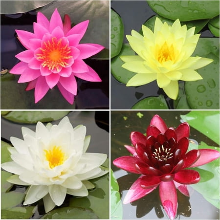 AquaLeaf Aquatics Water Lily Bundle (Top 4 IWGS Award) - 4 Pre-Grown Hardy Lilies Rhizomes in White, Red, Yellow, Orange