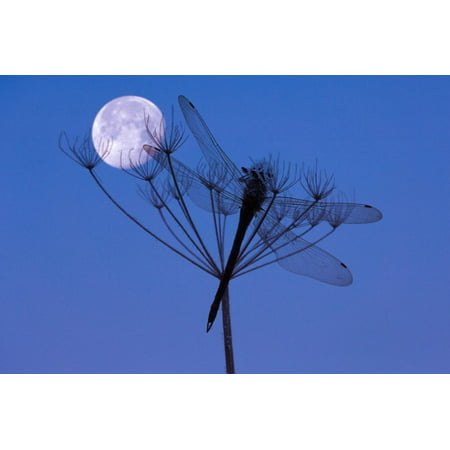 Dragonfly, Plant, Silhouette, Moon Print Wall Art By Herbert