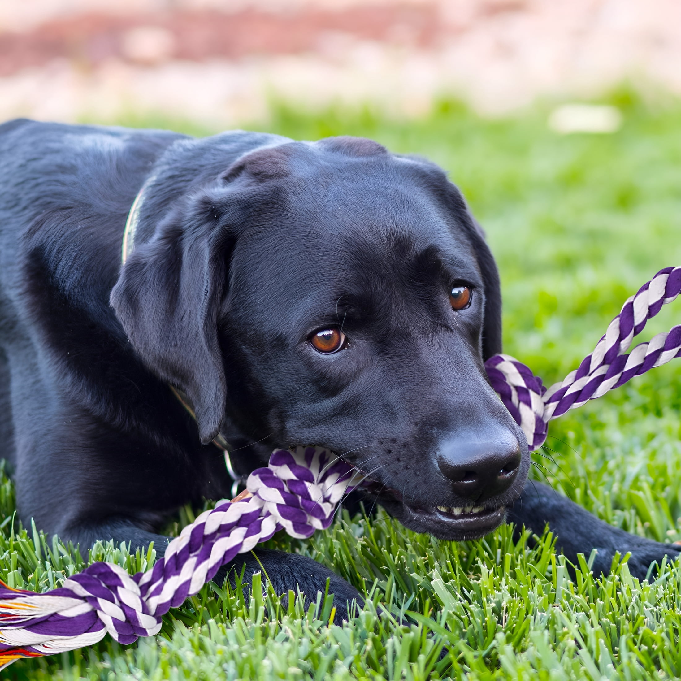 BESTSKY Large Tough Chew Toys for Aggressive Chewers Large Breed, Heavy Duty Dental Rope Toys Kit for Medium Dogs, 5 Knots Indestructible Cotton Puppy Teething Chew Tug Toy Set of 9