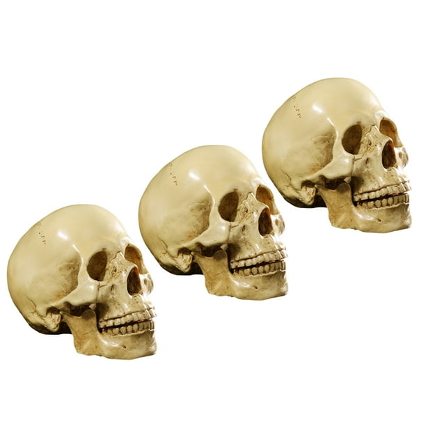 Paquete de 3 Réplicas de Cráneo Modelo Anatómico Decoración de Halloween