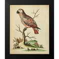 thumbnail image 2 of Edwards, George 15x18 Black Modern Framed Museum Art Print Titled - Paradise Parrots IV, 2 of 5