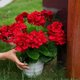 thumbnail image 4 of 4pcs 14in Artificial Geraniums Fake Silk Red Flowers Outdoor UV Resistant for, 4 of 5