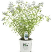 Proven Winners Outdoor Live Plant Amsonia 2G
