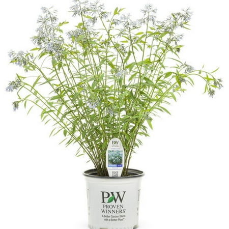 Proven Winners Outdoor Live Plant Amsonia 2G