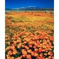 thumbnail image 2 of Talbot Frank, Christopher 26x30 Black Ornate Wood Framed with Double Matting Museum Art Print Titled - CA, Antelope Valley covered in California Poppies, 2 of 4