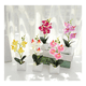 thumbnail image 4 of 4 pzs Arreglo Orquídeas Artificiales Decoración Con Macetas Malubero, Multicolor, 4 of 5
