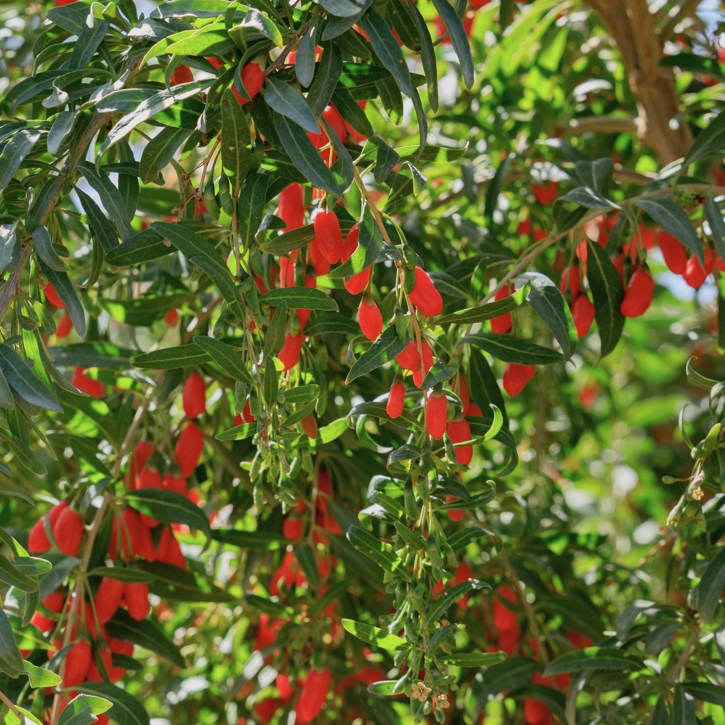 National Plant Network Live Shrub 1 gal Gogi Berry with Full Sunlight