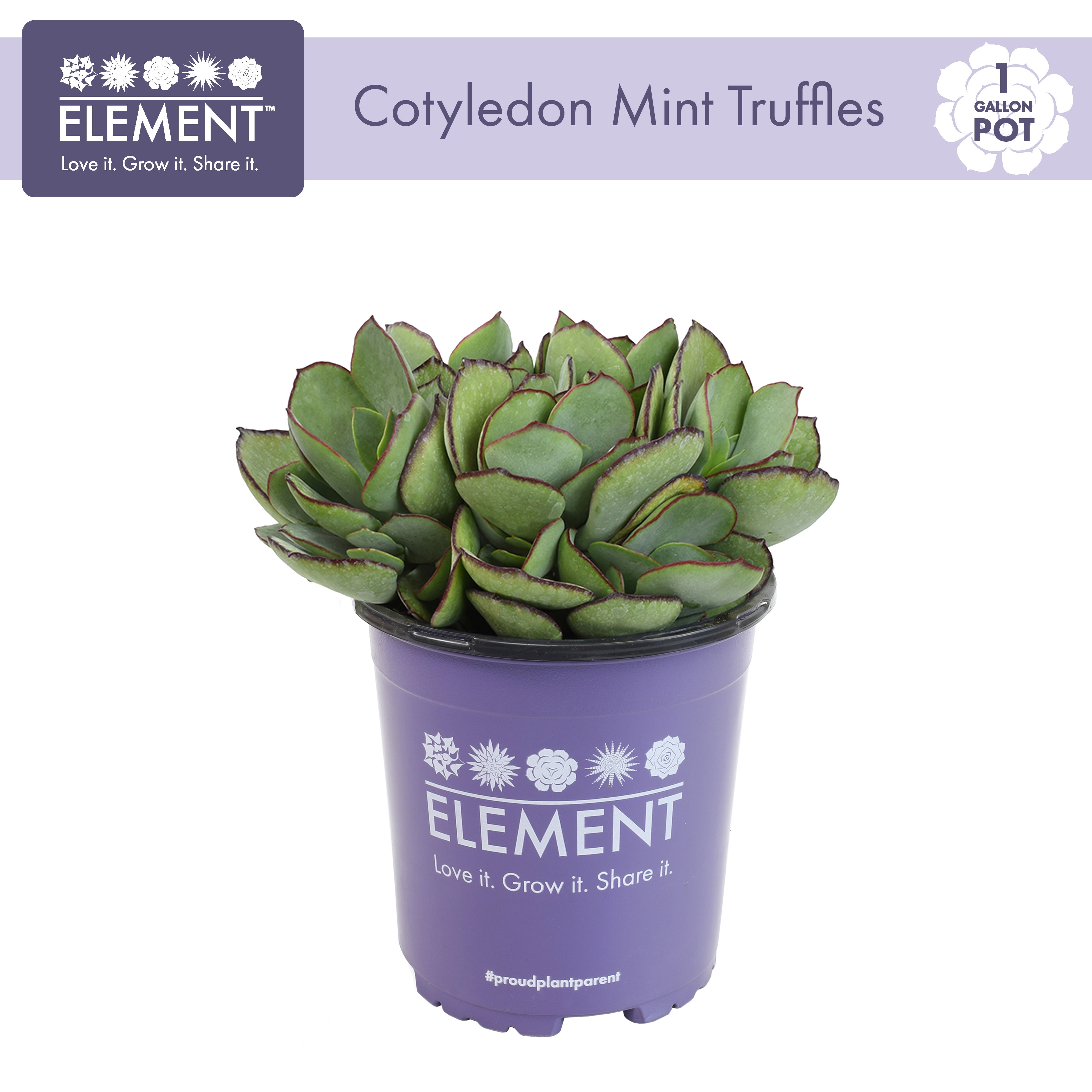 Element by Altman Plants 1Gal Cotyledon Mint Truffles Live Succulent