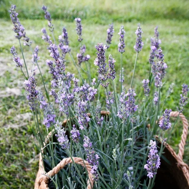 SENSATIONAL Lavender Live Plants, Purple, 18-24 Inches