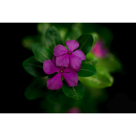 Canvas Print Nature New India Flower Mumbai Ever Green Best Stretched Canvas 10 x (Best Dark Chocolate In India)