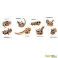 Safari Ltd Prehistoric Mammal Skulls TOOB - Walmart.com