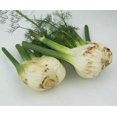 thumbnail image 3 of SHIQI-Florence Fennel Herb Culinary Heirloom Seeds, 200 Seeds, 3 of 4