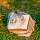 thumbnail image 5 of Adjustable Cat Cone Collar Soft, Cat Recovery Collar, After Surgery Neck Cone, Elizabethan Collar for Kitten-L, 5 of 5
