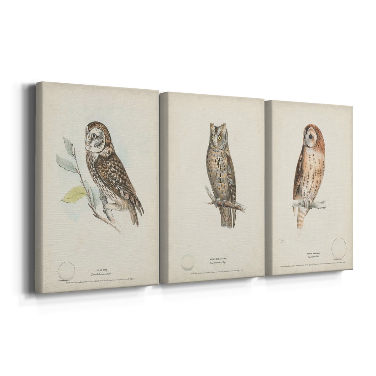 Little Owl Premium Gallery Wrapped Canvas - Ready to Hang - 8 x 12 Each