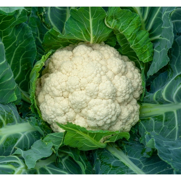 Amazing White Cauliflower Premium Seeds Packet Great for Kids!