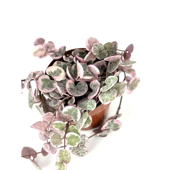 Variegated String of Hearts Ceropegia Woodii Variegata Rare Succulents Houseplants