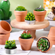 thumbnail image 4 of "24pcs Velas Aromaticas Cactus Verdes Decorativas Con Maceta Belug, Café ", 4 of 5