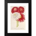 thumbnail image 2 of Charles Antoine Lemaire 17x24 Black Modern Framed Museum Art Print Titled - Pyrethrum Roseum (Variety Jardiniques Du) (1854-1896), 2 of 5