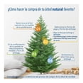 thumbnail image 2 of Árbol Natural noble 1.80 m a 2.10 m, 2 of 4