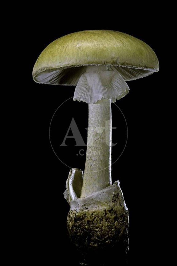 Amanita Phalloides Death Cap, Unframed Photographic Print Wall Art by Paul Starosta Sold by Art.Com