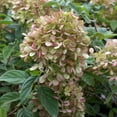 thumbnail image 5 of Brighter Blooms - Proven Winners® Limelight Hydrangea Tree, 3-4 ft. - No Shipping to AK, AZ, HI, 5 of 7