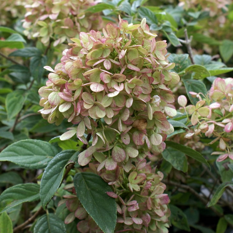 Dwarf Limelight Hydrangea Tree for Outdoor and Fresh