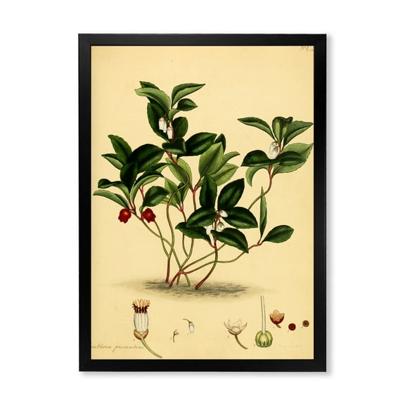Designart 'Ancient Plant Life III' Traditional Framed Art Print