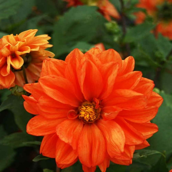 Outsidepride Dahlia Opera Orange - 400 Seeds