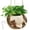 Little Bear White, variant on Swing Planter Pot Hanging Face Planter with Drainage Hole, Resin Smile Face Flower Pots for Indoor Outdoor String of Pearls, 5.3 Inch