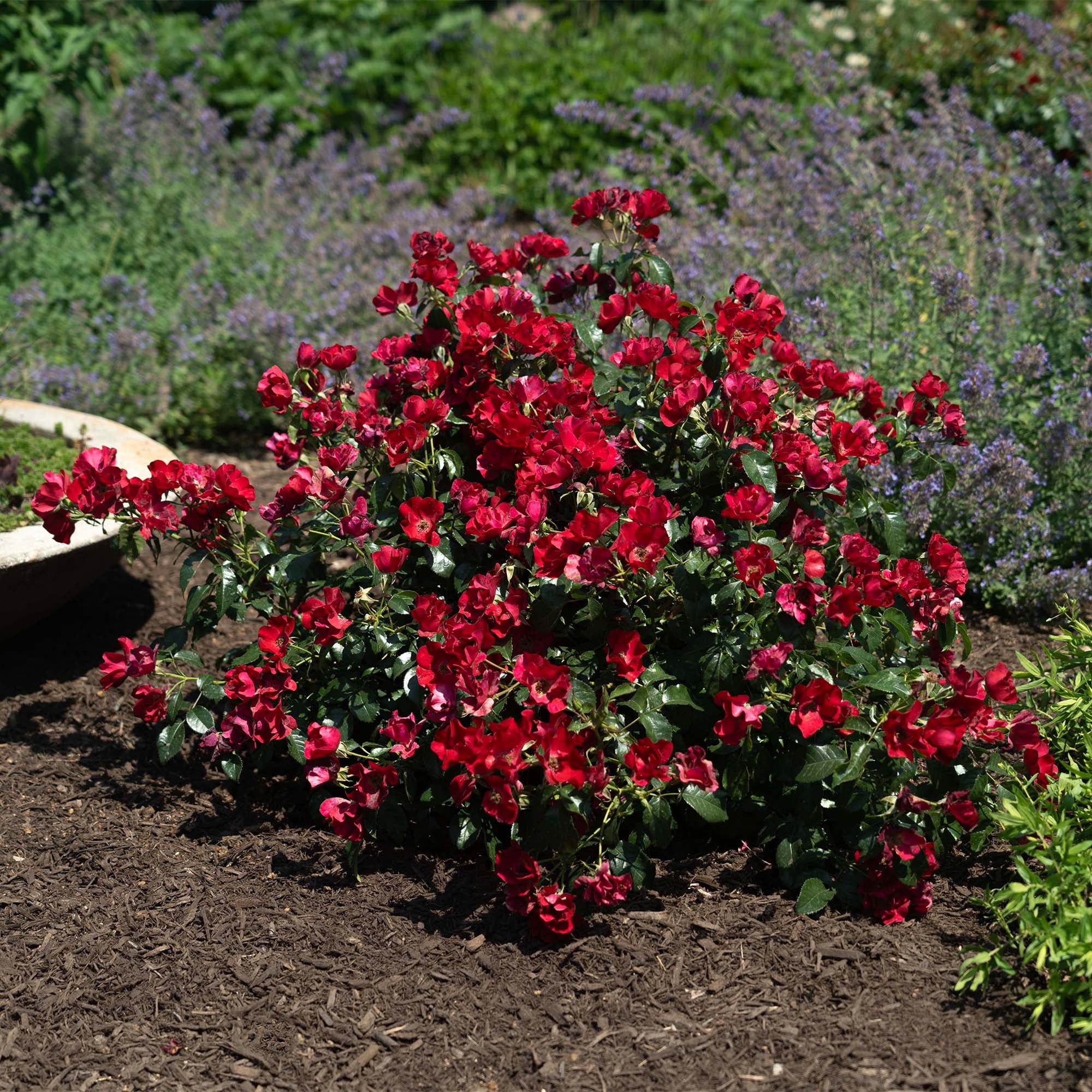 Drift Rose Scarlet Live Shrub (2 Gallon)
