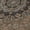 Chocolate, variant on Addison Rugs Chantille Indoor/Outdoor Traditional Global Black Machine Washable Rectangle Rug, 10' x 14'
