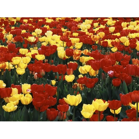 Vernon Hawaiian Flowers View of Tulip Flowers at Mt. Vernon, Washington State, USA Print Wall Art By Stuart Westmorland ()